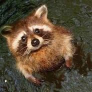 こぐま♂