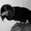 Fansgallo