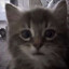 Meow Tuah!