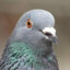 Pidgeon