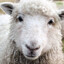 MERiNOS ERDEM