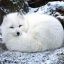 Snowfox