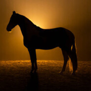 Horse With No Name