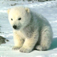 北极熊萌萌哒
