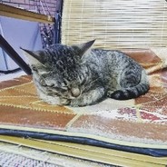 邪魔しないでください