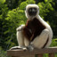 Zoboomafoo