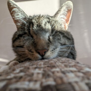 [los bastardos] gato ciego avatar