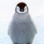 penguinandy1