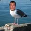 Steven Seagull