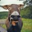 Donkey_Punch