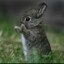 Rabbit<3