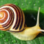 Snails Are Rad