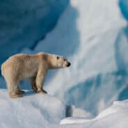 Sergeant Polar Bear avatar