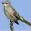 Wi_Birdlover