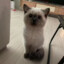 芝麻糊小猫