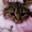 Nyxi