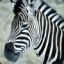 ZeBrA◄161rus►