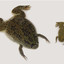 Xenopus tropicalis