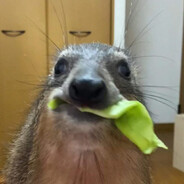 Hyrax