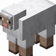 Sheep