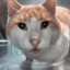Bonkyil