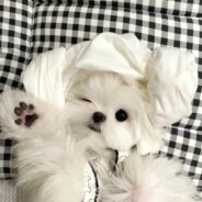 菠萝噗噗亚历山大