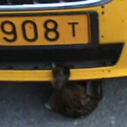 FÅGELTURKEN