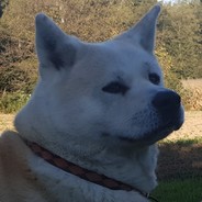 AngryDoge