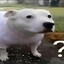 fenesy