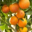 Oranje Plant