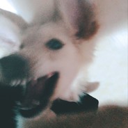 蛋挞王子