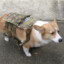 Tactical Corgi