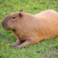 capybara