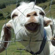 Retarded goat