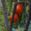 Stupice Tomato