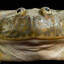 FROG's avatar