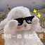 小先生的小恐龙