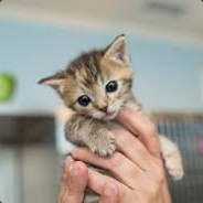 YohDude avatar