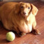 Fat Medicated Dog