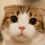 线上不努力野区两兄弟