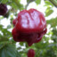 Chocolate Scotch Bonnet