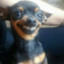 cachoroo
