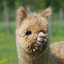 LiniLama