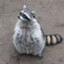 the_fat_raccoon