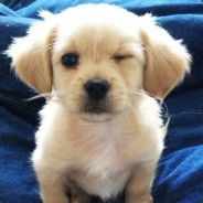 我有特别的游戏技巧