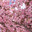 IRON BRANCH