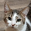 jackcat4582
