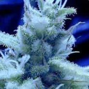 thc - steam id 76561197960857988