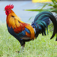 Mountain Rooster