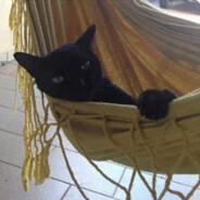 gatobaiano avatar